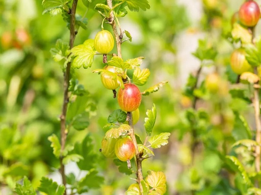 Ribes uva-crispa 'Mucurines' - Stachelbeere (grünlich-gelb)