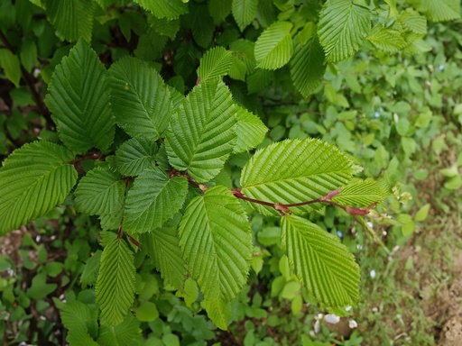 Carpinus betulus - Charme commun