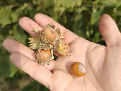 Corylus avellana - Hazelaar