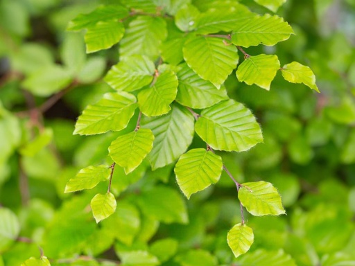 Fagus sylvatica - Beuk