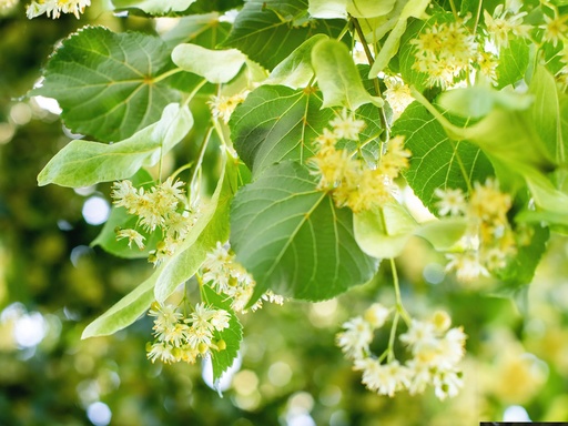 Tilia cordata - Tilleul à petites feuilles