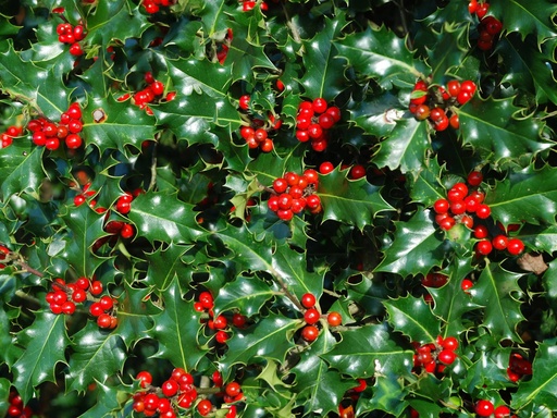 Ilex aquifolium - Houx commun