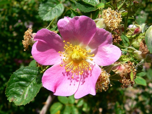 Rosa rubiginosa - Églantier odorant