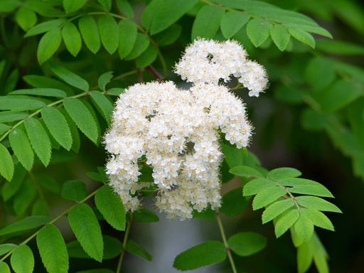 Sorbus aucuparia - Rowan
