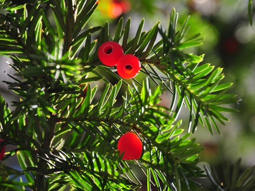 Taxus baccata - Venijnboom