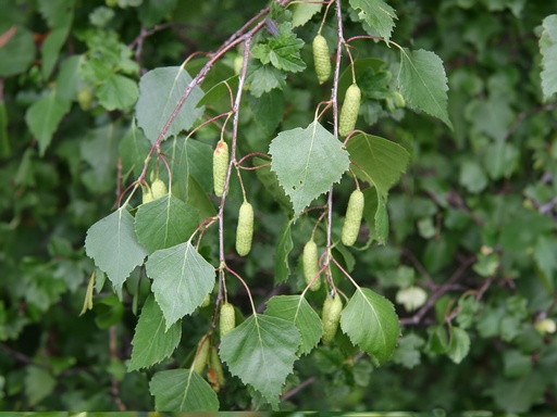 Betula pendula - Ruwe berk