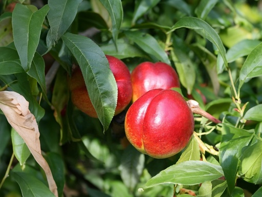 Prunus persica nucipersica 'Madame Blanchet' - Nectarine