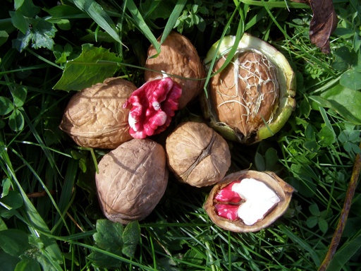 Juglans regia 'Kirschnuss' - Okkernoot