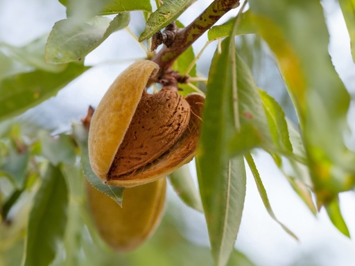 Prunus dulcis 'Marinada' - Amande