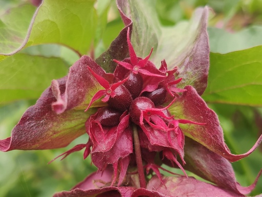 Leycesteria formosa - Karamellstrauch
