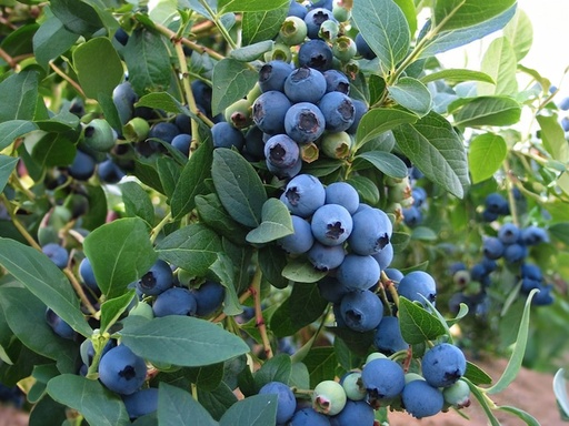 Vaccinium corymbosum 'Bluecrop' - American blueberry