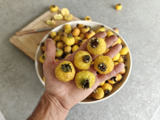 Rosa roxburghii 'Lampion' - Kastanien-Rose