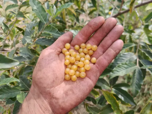Elaeagnus umbellata 'Amber'- Korallen-Ölweide