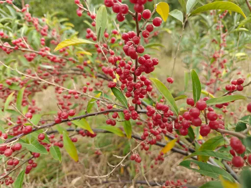 Elaeagnus umbellata 'Brilliant Rose' - Herfstolijfwilg