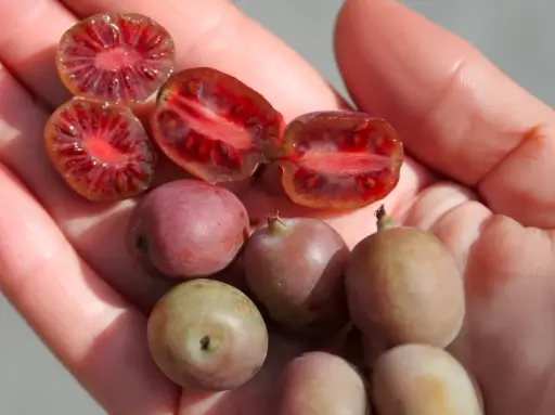 Actinidia arguta 'Ken's red' - Kiwibes