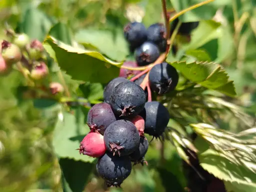 Amelanchier alnifolia 'Martin' - Saskatoon berry
