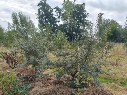 Hippophae rhamnoïdes 'Pollmix' - Argousier