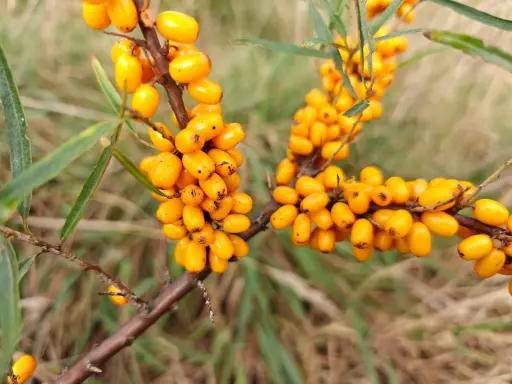 Hippophae rhamnoïdes 'Sirola' - Sanddorn