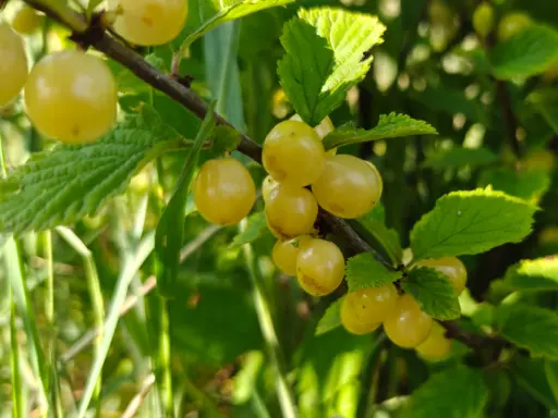 Prunus tomentosa 'Snovit' - Struikkers