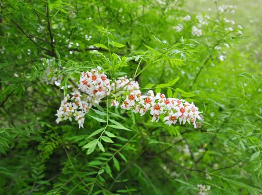 Xanthoceras sorbifolium - Yellowhorn