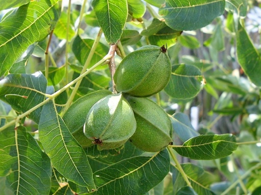 Carya illinoinensis 'James Early' - Pecan
