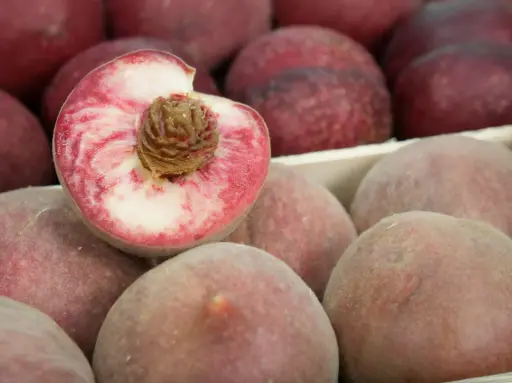 Prunus persica 'Bloedperzik' - Perzik