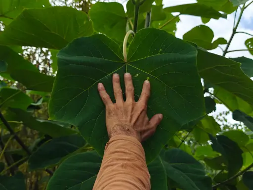 Paulownia ‘Shan Tong’ - Anna-Paulownaboom