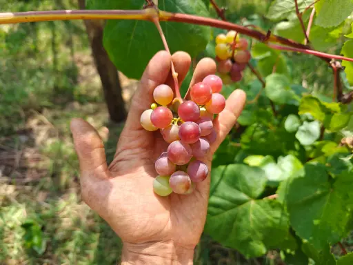 Vitis x labrusca 'Reliance' - Druivelaar