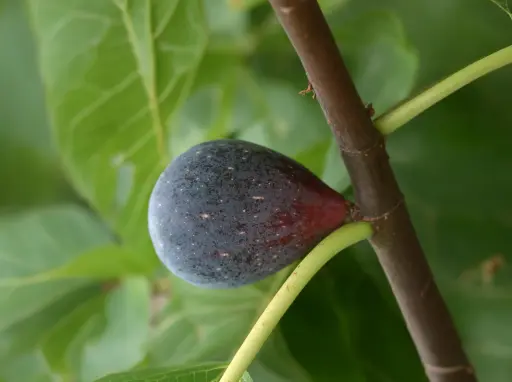 Ficus carica 'Breva' - Figuier