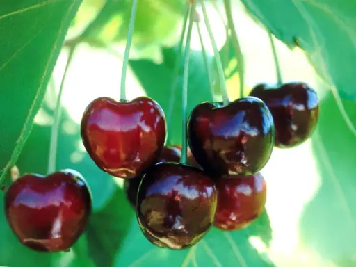Prunus avium 'Regina' - Cherry