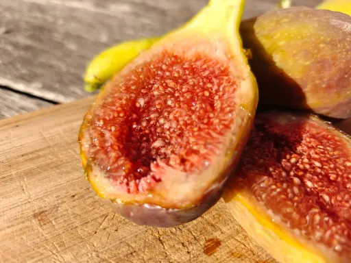 Ficus carica 'Longue d'Août' - Feigenbaum