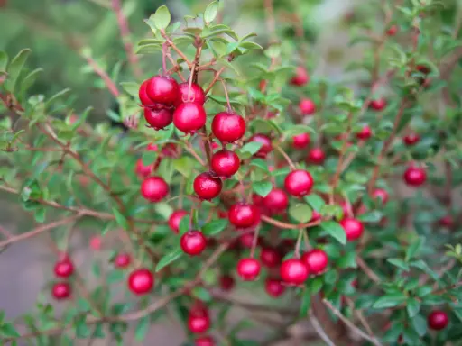 Ugni molinae 'Villarica Strawberry' - Chileense guave