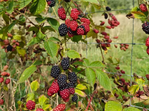 Rubus fruticosus 'Navaho' - Stachellose Brombeere