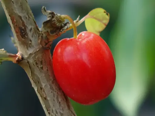Cornus mas 'Korałłowyj Marka' - Cornelian cherry