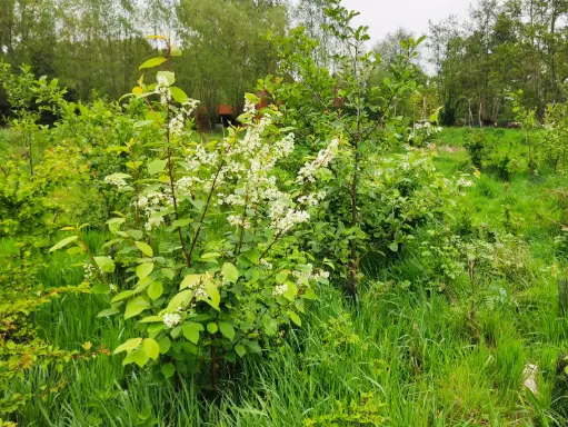 Prunus padus - Bird cherry