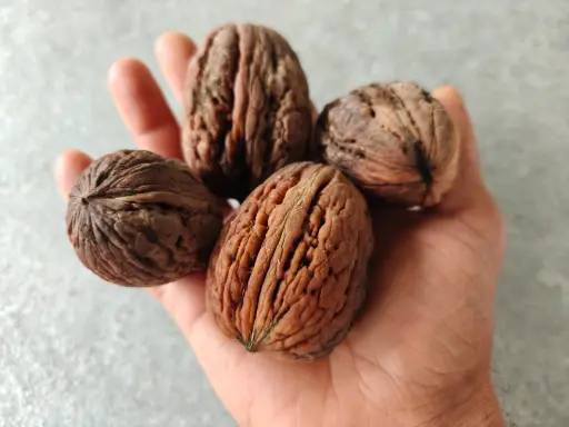 Juglans regia 'Germisara' - Walnut
