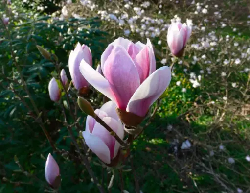 Magnolia × soulangeana 'Satifaction' - Tulpen-Magnolie