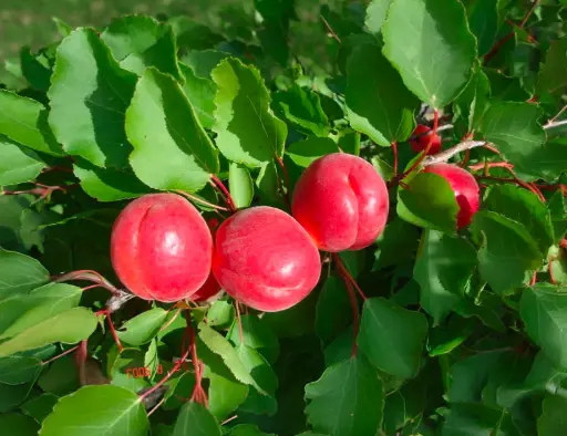 Prunus armeniaca 'Big Red' - Abricot