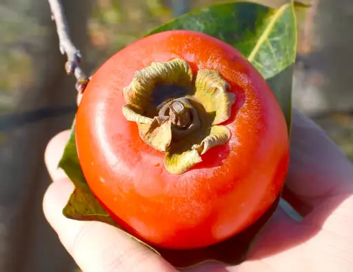 Diospyros x ‘Nikitskaya Bordovaya’ - Hybrid persimmon
