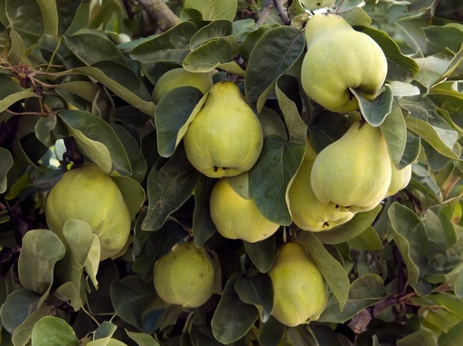 Cydonia oblonga 'Champion' - Kweepeer