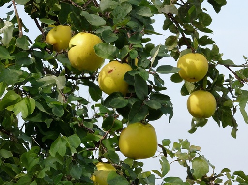 Cydonia oblonga 'Ludovic' - Quince