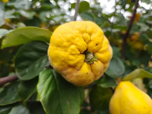 Cydonia oblonga 'Ludovic' - Quince