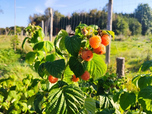 Rubus idaeus 'Fallgold' - Yellow autumn raspberry