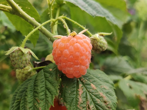 Rubus idaeus 'Marosa' - Orange Herbsthimbeere