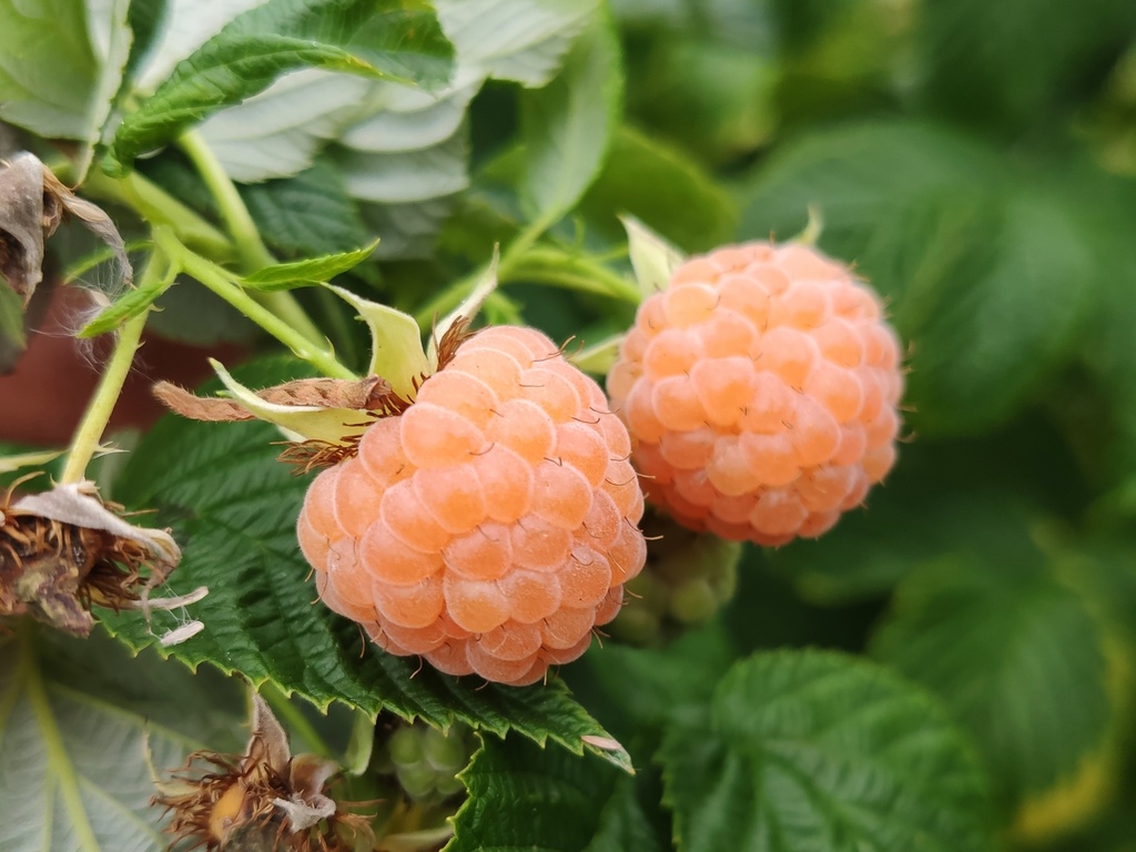 Rubus idaeus 'Golden Everest' - Gele zomerframboos