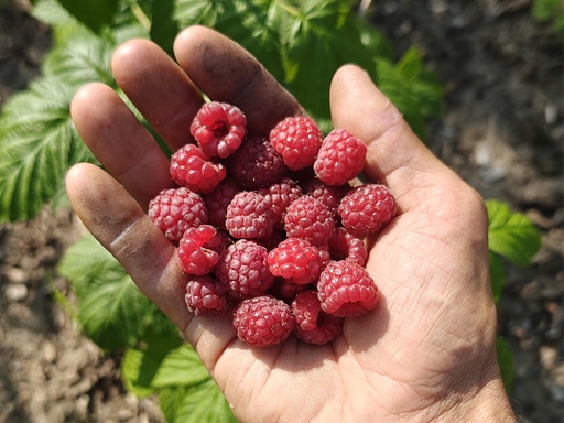 Rubus idaeus 'Autumn Bliss' - Rode herfstframboos