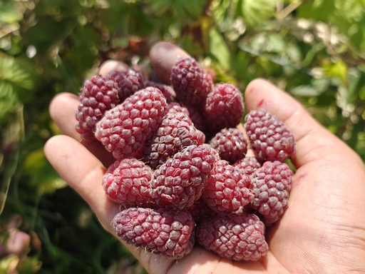 Rubus fruticosus x idaeus 'Buckingham' - Tayberry