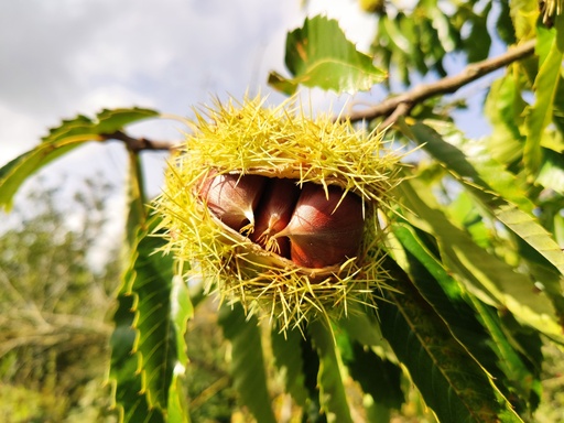 Castanea 'Maridonne' - Châtaignier