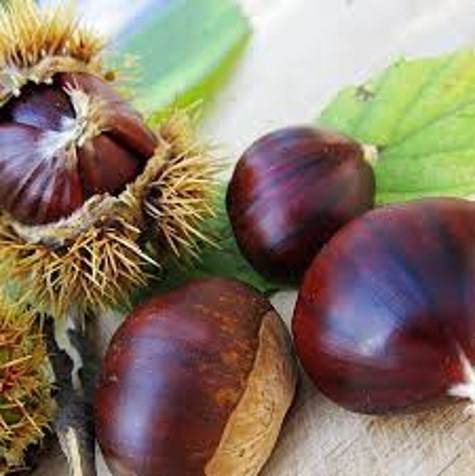 Castanea 'Maraval' - Chestnut