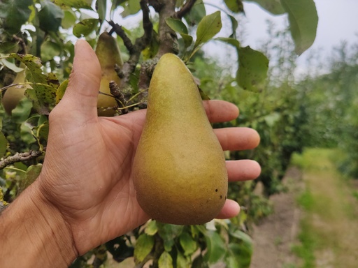 Pyrus communis 'Conference' - Peer